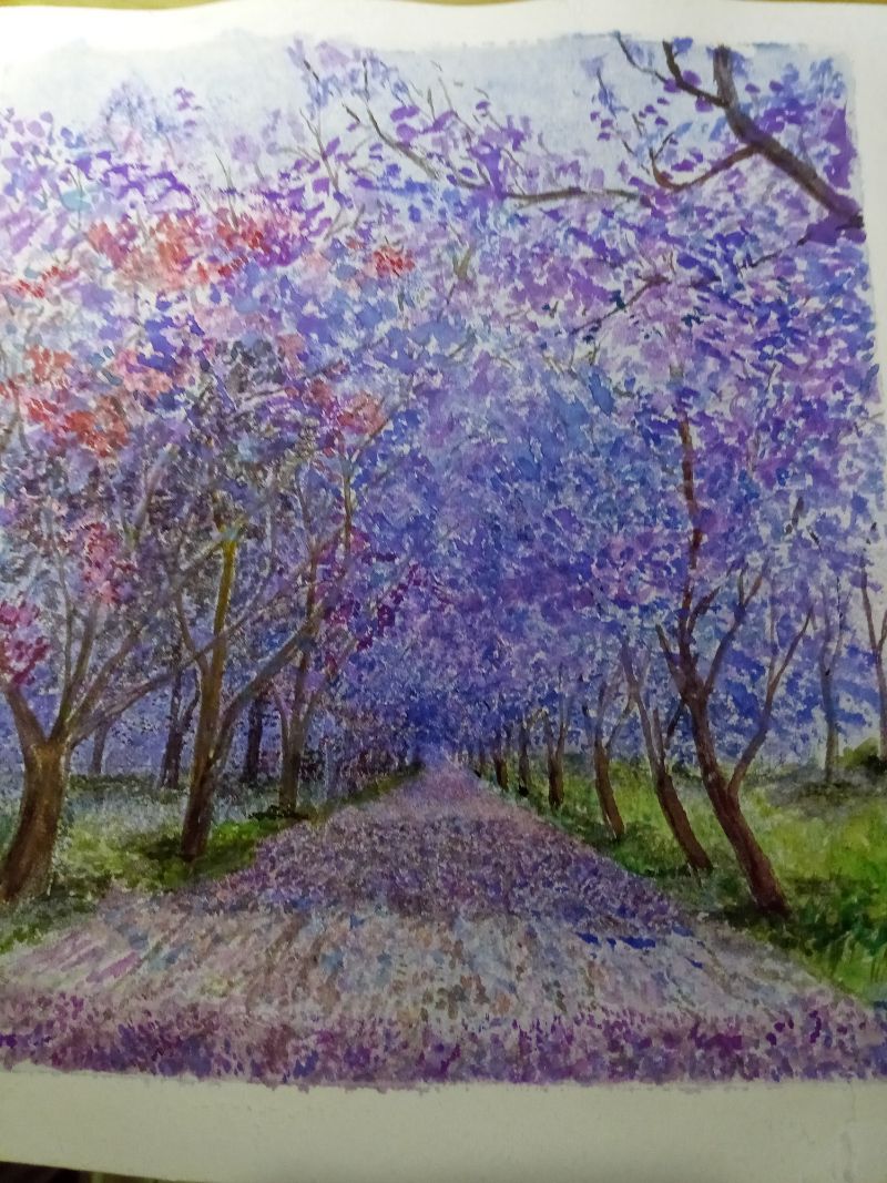 Jacaranda